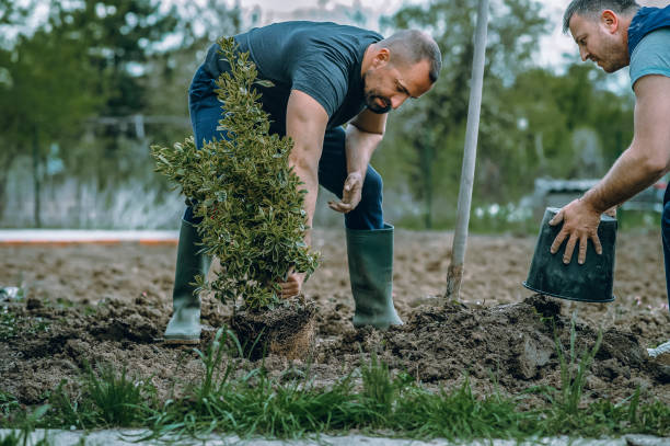 Trusted Glendora, NJ Tree Services Experts